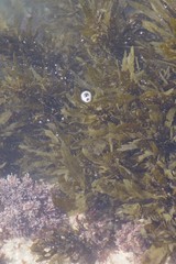 Sargassum incisifolium