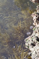 Sargassum incisifolium