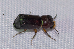 Xylothrips flavipes