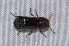 Xylothrips flavipes