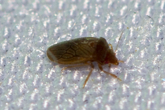 Schizopteridae