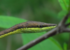 Oxybelis microphthalmus