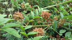 Glycyrrhiza echinata