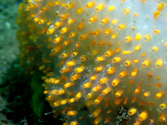 Polycitor giganteus
