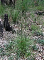 Xanthorrhoea gracilis