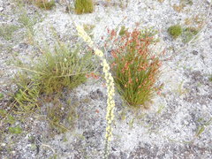 Aspalathus caledonensis