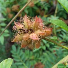 Glycyrrhiza echinata