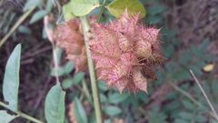 Glycyrrhiza echinata