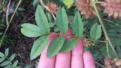 Glycyrrhiza echinata