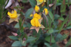 Hibbertia amplexicaulis