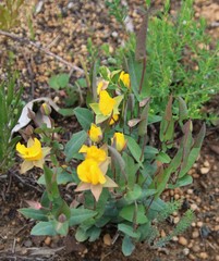 Hibbertia amplexicaulis