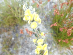 Aspalathus caledonensis