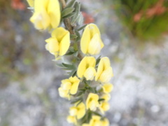 Aspalathus caledonensis