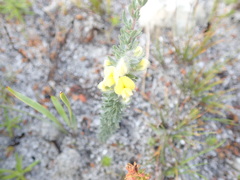 Aspalathus caledonensis