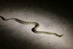 Bothrops moojeni