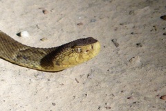 Bothrops moojeni
