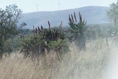 Aloe ferox