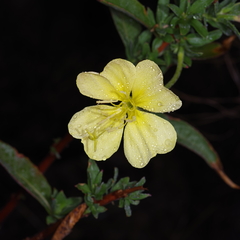 Oenothera jamesii