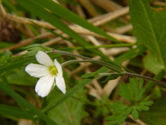 Arenaria montana