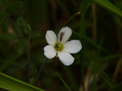 Arenaria montana