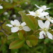 Amelanchier bartramiana - Photo (c) Andy Fyon, μερικά δικαιώματα διατηρούνται (CC BY-NC), uploaded by Andy Fyon