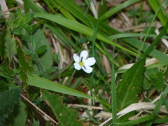 Arenaria montana