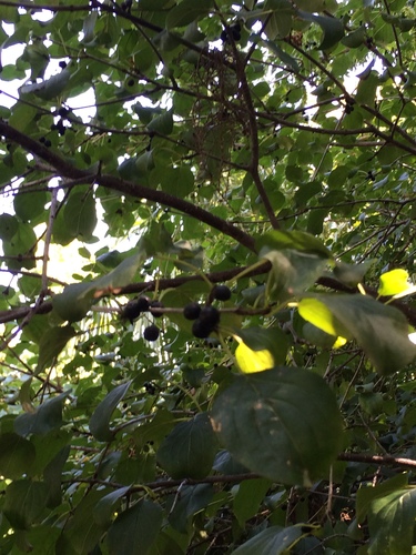 Rhamnus costata iNat (3)