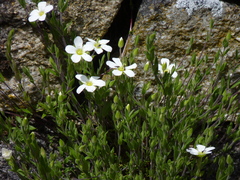 Arenaria montana