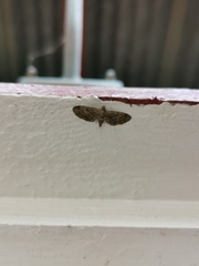 Eupithecia pusillata