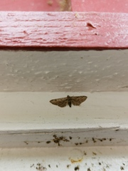 Eupithecia pusillata