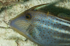 Orangespotted Filefish photo 4
