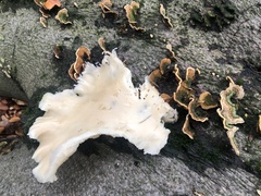 Fungi