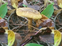 Tricholoma frondosae
