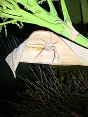 Neosparassus salacius