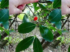 Elaeodendron australe