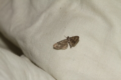 Eupithecia pauxillaria