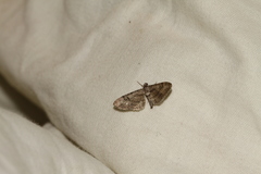 Eupithecia pauxillaria