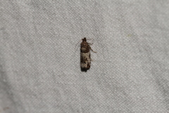 Notocelia incarnatana