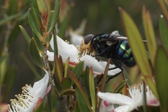 Chrysorutilia