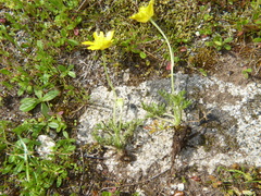 Ranunculus paludosus