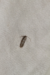 Symmocoides oxybiella