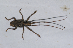 Pharsalia subgemmata