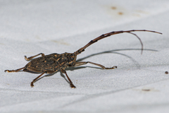 Pharsalia subgemmata