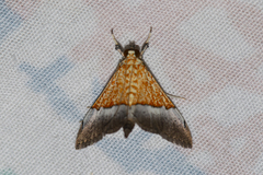 Agrotera scissalis