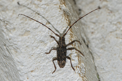 Pharsalia subgemmata