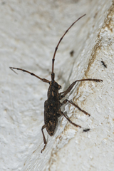 Pharsalia subgemmata