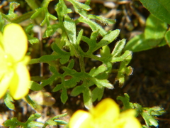 Ranunculus paludosus