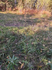 Artemisia integrifolia