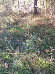 Artemisia integrifolia