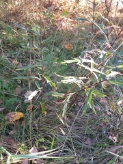 Artemisia integrifolia